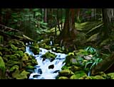 Cascades